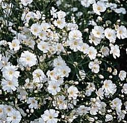 Gypsophila Elegans Covent Garden White - Hardy Annuals