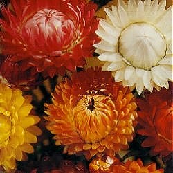 Helichrysum Forever Mix - Hardy Annuals