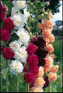 Hollyhock Chater's Mixture - Hardy Perennials