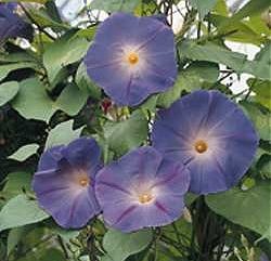 Ipomoea Heavenly Blue - Half Hardy Annuals