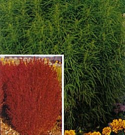 Kochia Trichophylla (Smmr Cyprs or Brng B) - Hardy Annuals