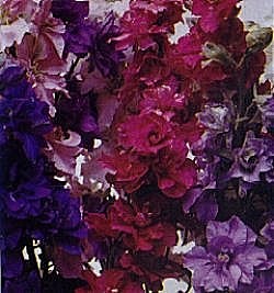 Larkspur Stock Flowered Special Mix - Hardy Annuals