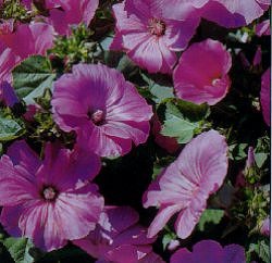 Lavatera Loveliness - Hardy Annuals