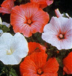 Lavatera Beauty Mixed - Hardy Annuals
