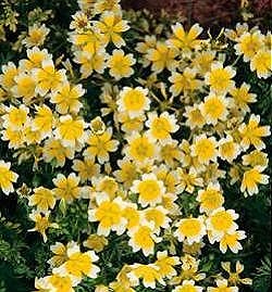 Limnanthes Douglasii Poached Egg Plant - Hardy Annuals
