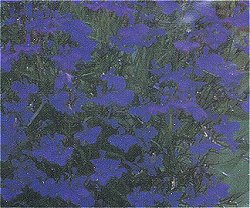 Lobelia Monsoon - Half Hardy Annuals