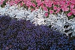 Lobelia Supacoat Crystal Palace - Half Hardy Annuals
