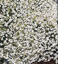 Lobelia Supacoat White Lady - Half Hardy Annuals