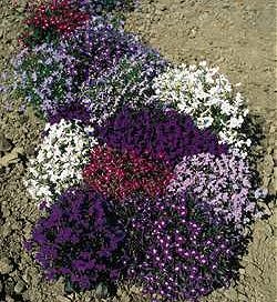 Lobelia Supacoat String of Pearls - Half Hardy Annuals