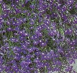 Lobelia Supacoat Sapphire - Half Hardy Annuals