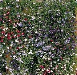 Lobelia Supacoat Cascade Mixed - Half Hardy Annuals