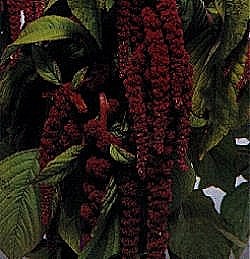 Love Lies-Bleeding Crimson - Hardy Annuals