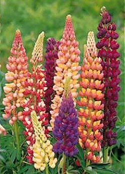 Lupins Tall Russell Mixed - Hardy Perennials