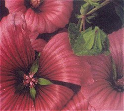 Malope The Vulcan - Hardy Annuals