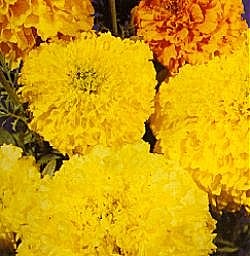 African Marigolds Crackerjack Mixed - Half Hardy Annuals