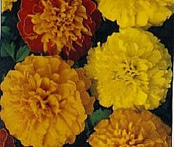 French Marigold Boy-O-Boy - Half Hardy Perennials