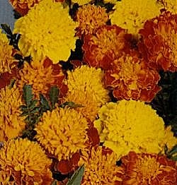 French Marigold Petite Mixed - Half Hardy Perennials