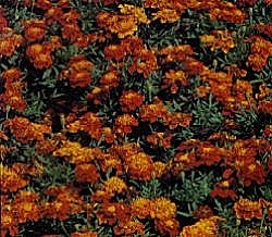 French Marigold Red Brocade - Half Hardy Perennials
