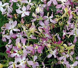 Night Scented Stock - Hardy Annuals