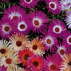 Mesembryanthemum Sparkles - Half Hardy Annuals