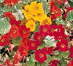 Nasturtium Alaska Mixed - Hardy Annuals