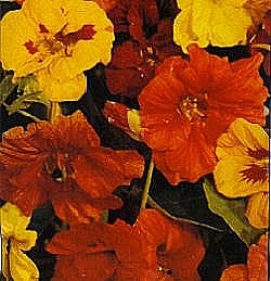 Nasturtium Jewel Mixed - Hardy Annuals