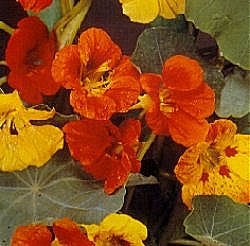 Nasturtium Tropical Mixed - Hardy Annuals