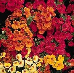 Nemesia Carnival Mixed - Half Hardy Annuals