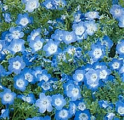 Nemophila Insignis (Baby Blue Eyes) - Hardy Annuals