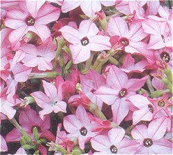 Nicotiana Avalon Bright Pink F1 - Half Hardy Annuals