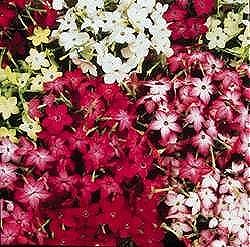 Nicotiana F2 Roulette Mixed - Half Hardy Annuals