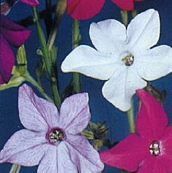Nicotiana Evening Fragrance - Half Hardy Annuals