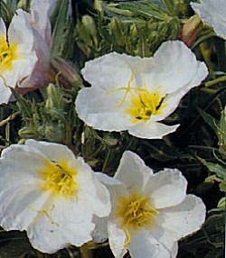 Nigella Miss Jekyll - Hardy Annuals
