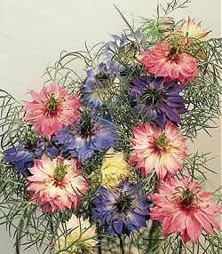 Nigella Persian Jewels Mixed - Hardy Annuals