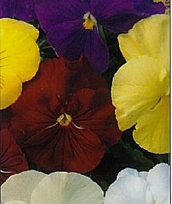 Pansy Clear Crystals Mixed - Half Hardy Annuals