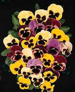 Pansy Giant Fancy Mixed - Half Hardy Annuals