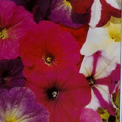 Petunia F2 Cheerful Mixed - Half Hardy Annuals