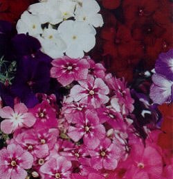 Phlox Beauty Mixed - Half Hardy Annuals