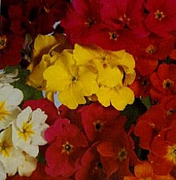 Polyanthus Giant Thrill Mixed - Hardy Perennials