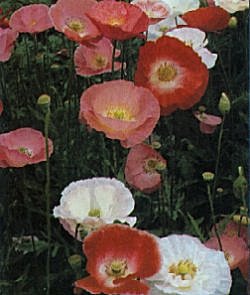 Poppy Shirley Selected Single Mixed - Hardy Annuals