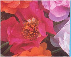 Portulaca Sunnyside Mixed - Half Hardy Annuals