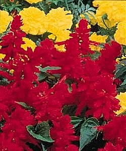 Salvia Blaze of Fire (Fireball) - Half Hardy Annuals