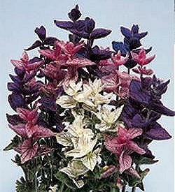 Clary (Salvia Horminum) Bouquet Mixed - Hardy Annuals