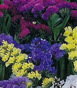 Statice Sinuata Special Mixture - Half Hardy Annuals