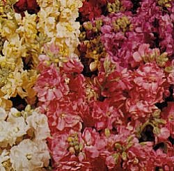 Stock Fragrant Bedding Mixed - Half Hardy Annuals