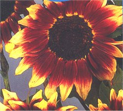 Sunflower Florenza - Hardy Annuals