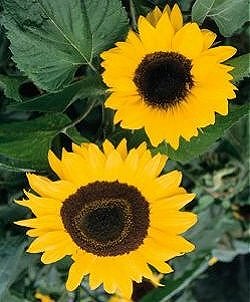 Sunflower Giant Yellow - Hardy Annuals
