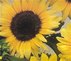 Sunflower Hazy Sunshine - Hardy Annuals