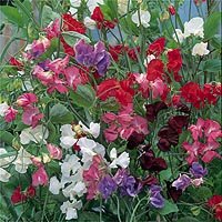Sweet Pea Collection - Flower Seeds
