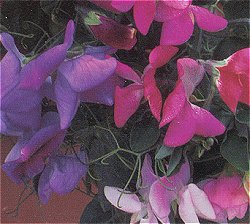 Sweet Pea Sweetie Mixed -